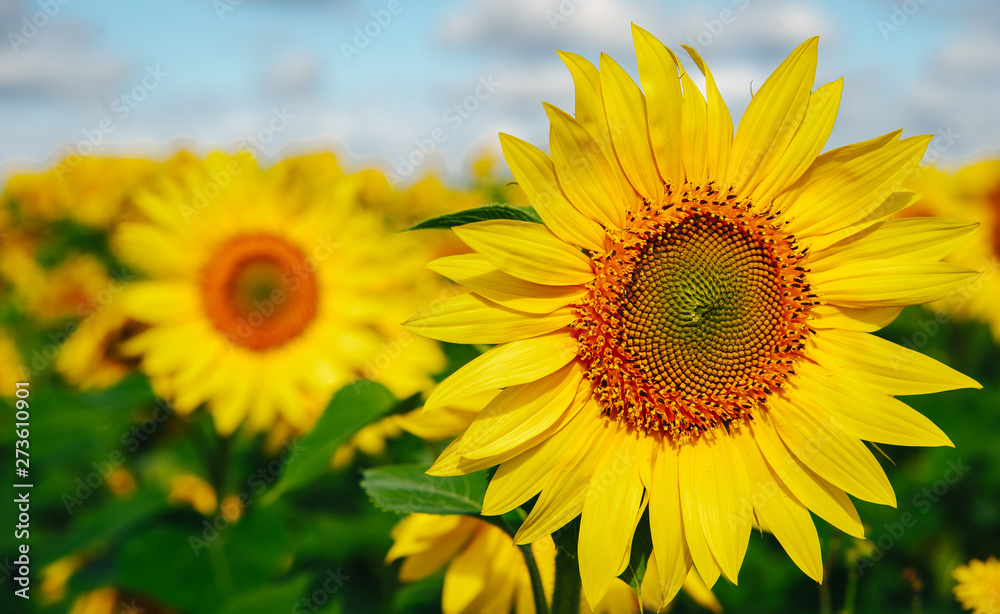 Sunflower field Sunflower field