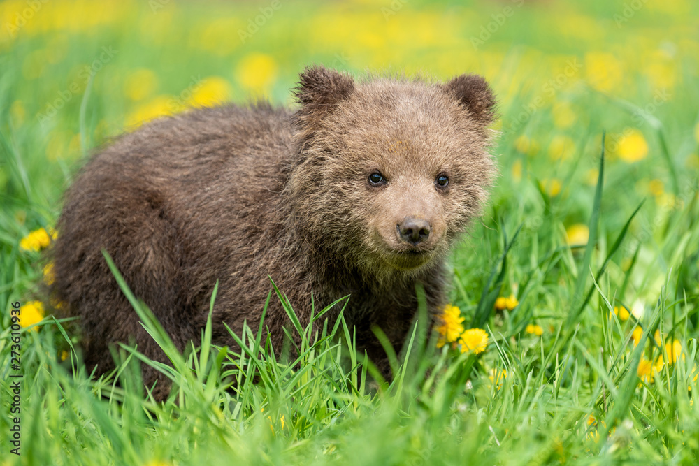 Brown bear cub playing on the summer field Brown bear cub playing on the summer field
