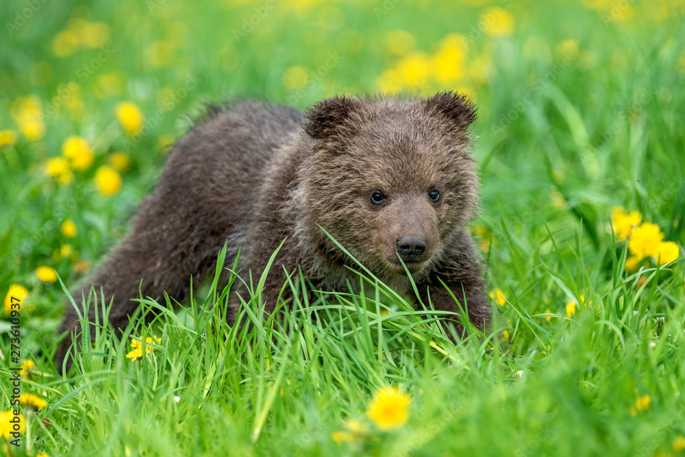 Fototapeta premium Brown bear cub playing on the summer field
