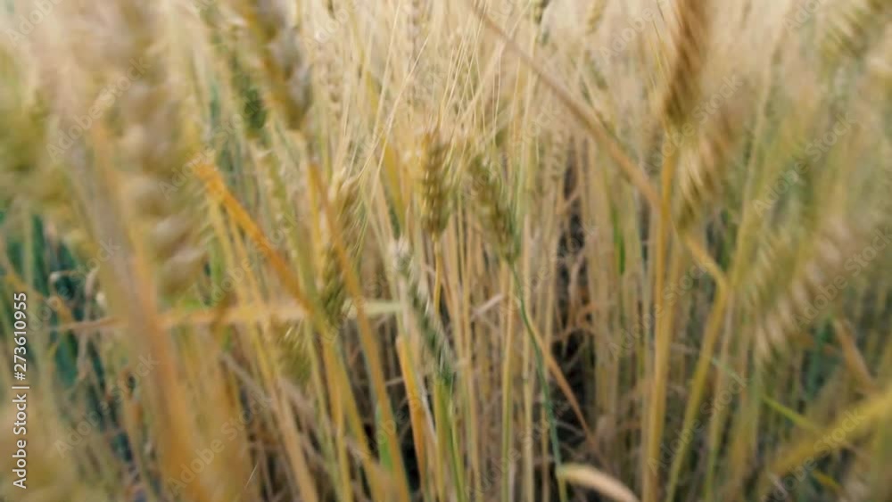 Ripe wheat in the spikelets. The flight above the spikelets of ripe wheat Ripe wheat in the spikelets. The flight above the spikelets of ripe wheat