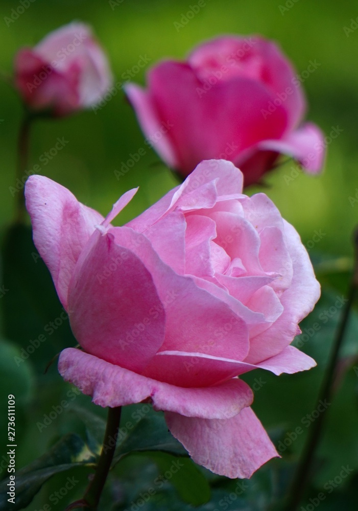 pink flower in the garden in summer, flower with pink petals in the nature