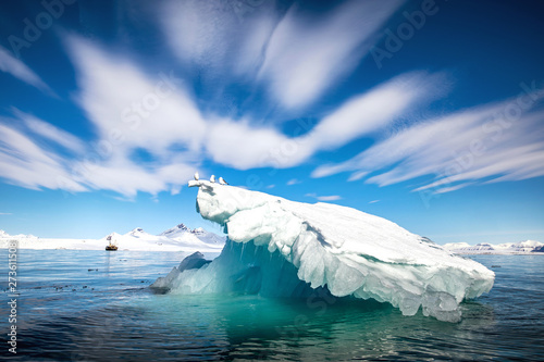 Kittiwakes on an iceberg in Svalbard