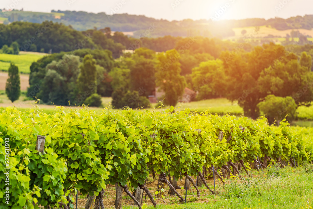 Beautiful vineyard at sunset. Travel around France, Bordeaux