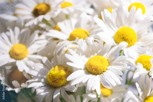 Abstract summer floral background. Close-up of beautiful chamomile flowers. Summer toning