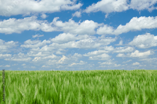 Green wheaten sprouts in the field and cloudy sky. Bright spring landscape.