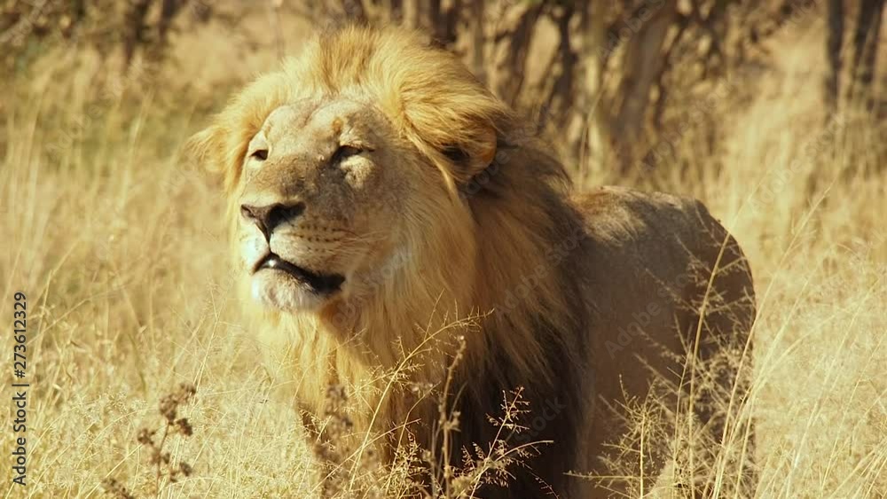 Lion in the savannah, Chobe National Park, Botswana Lion in the savannah, Chobe National Park, Botswana