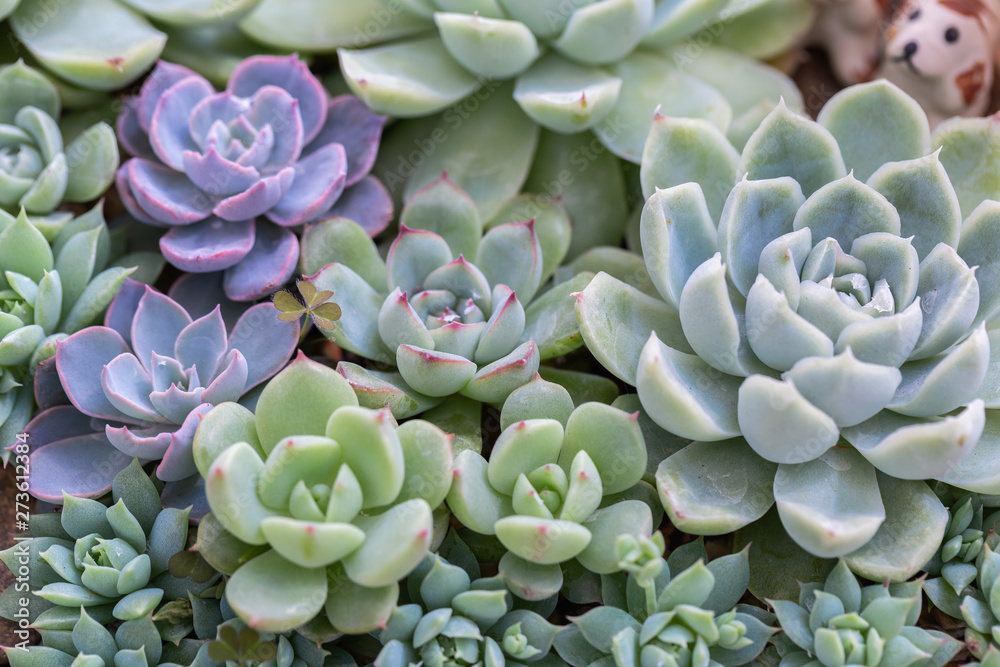 Succulents or cactus in desert botanical garden for decoration and agriculture design. Succulents or cactus in desert botanical garden for decoration and agriculture design.