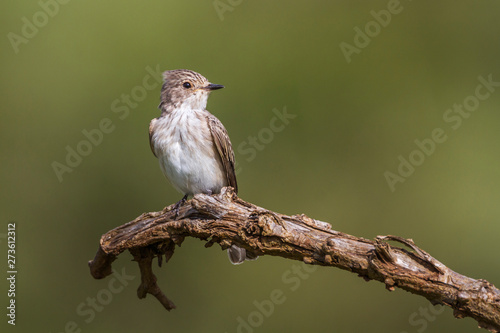Spotted Flycatcher isoalted in natural background in Kruger National park, South Africa ; Specie Muscicapa striata family of Musicapidae