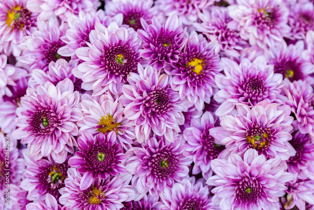 Daisy flower and green leaf background in flower garden at sunny summer or spring day for beauty decoration and agriculture design. Daisy flower and green leaf background in flower garden at sunny summer or spring day for beauty decoration and agriculture design.