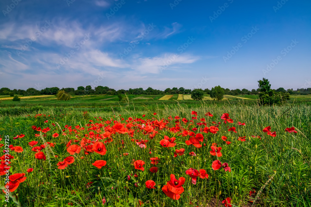 Field with flowering poppies. Beautiful summer landscape.