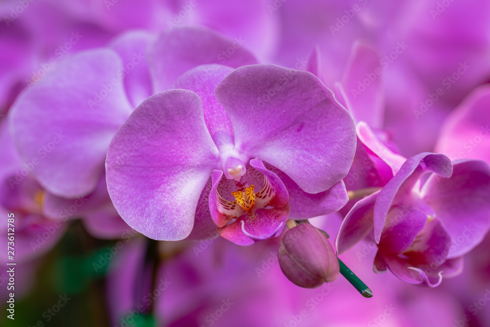 Orchid flower in orchid garden at winter or spring day for beauty and agriculture concept design. Phalaenopsis Orchidaceae. Orchid flower in orchid garden at winter or spring day for beauty and agriculture concept design. Phalaenopsis Orchidaceae.