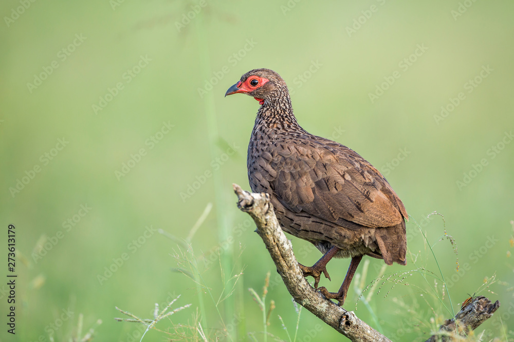Swainson's Spurfowl perched in branch in Kruger National park, South Africa ; Specie Pternistis swainsonii family of Phasianidae Swainson's Spurfowl perched in branch in Kruger National park, South Africa ; Specie Pternistis swainsonii family of Phasianidae