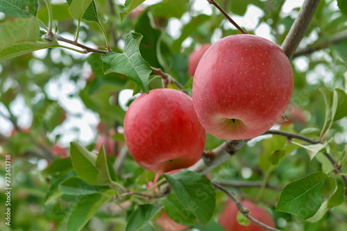 【青森津軽のりんご園】津軽の真っ赤なりんごは日本一。