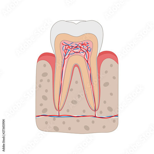 Healthy tooth diagram isolated on white background. Tooth cross section and anatomy of gum Medical dental poster illustration in flat design.