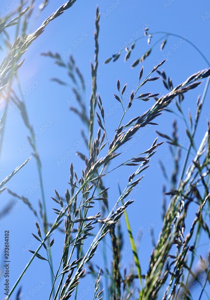 flower plant in the nature with blue sky in summer flower plant in the nature with blue sky in summer