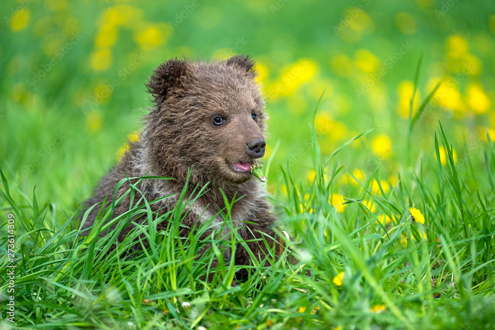 Fototapeta premium Brown bear cub playing on the summer field