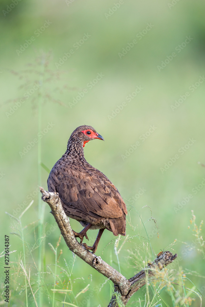 Swainson's Spurfowl perched in branch in Kruger National park, South Africa ; Specie Pternistis swainsonii family of Phasianidae Swainson's Spurfowl perched in branch in Kruger National park, South Africa ; Specie Pternistis swainsonii family of Phasianidae