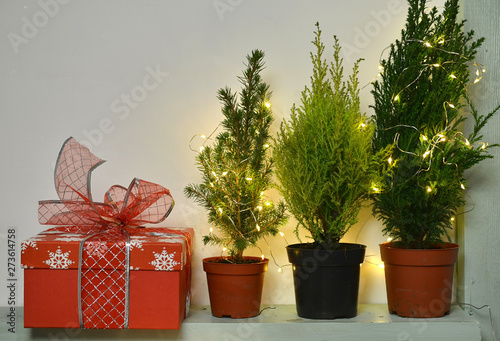 Still life with red gift box, natural conifer trees over white wall.