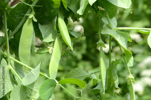 Fototapeta Naklejka Na Ścianę i Meble -  Closeup on pea plant with pods.