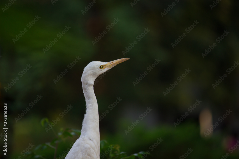 Beautiful Portrait of a Cattle Egretin its natural habitat in a soft blurry background Beautiful Portrait of a Cattle Egretin its natural habitat in a soft blurry background