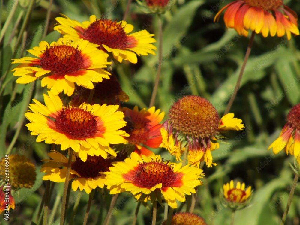 Fototapeta premium Gaillardia pulchella 03