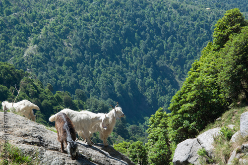 Mountain Goats near Triund at the foot of the Dhauladhar Ranges of India © kdreams02