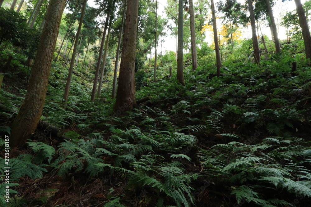 シダの葉が繁る林と杉の木の風景です シダの葉が繁る林と杉の木の風景です