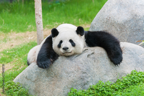 Adorable giant panda bear sleeping photo