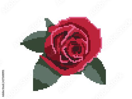 Rose flower. isolated on wh...