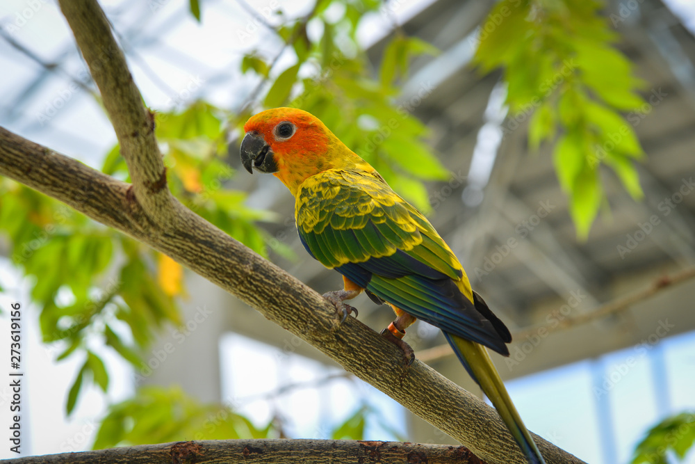 Colorful parrots at botanic garden