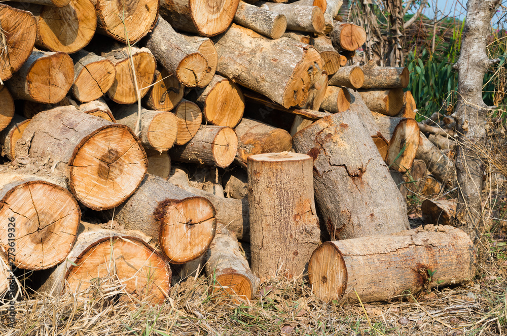 Pile of stack firewood on the dry grassland Pile of stack firewood on the dry grassland