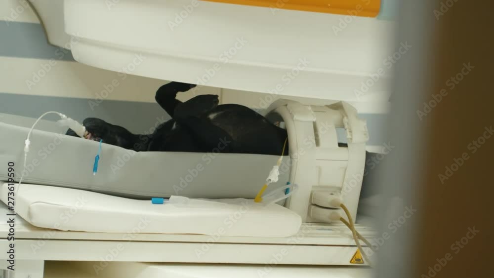 Revealing shot, showing a dog inside a magnetic resonance tomography. Revealing shot, showing a dog inside a magnetic resonance tomography.