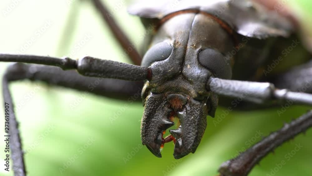 Giant Fijian longhorn beetle from island Koh Phangan, Thailand. Close up, macro. Giant Fijian long-horned beetle, Xixuthrus heros is one of largest living insect species.Large tropical beetle species