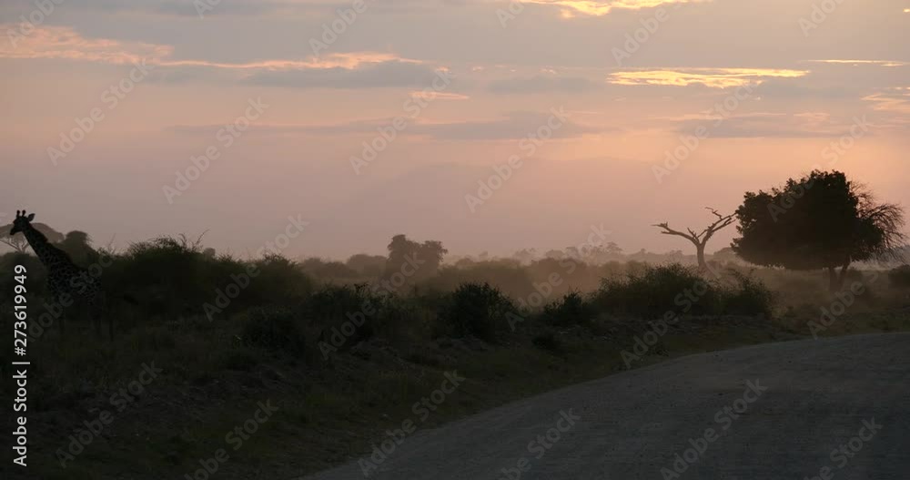 Giraffe crossing road in Amboseli National Park, Kenya Giraffe crossing road in Amboseli National Park, Kenya