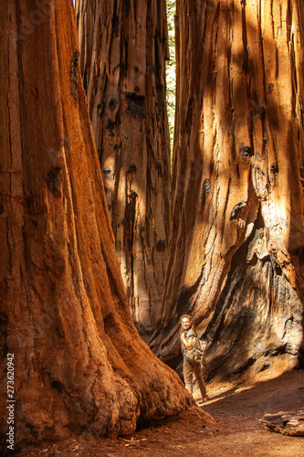 Fototapeta Naklejka Na Ścianę i Meble -  Hiker in Sequoia national park in California, USA