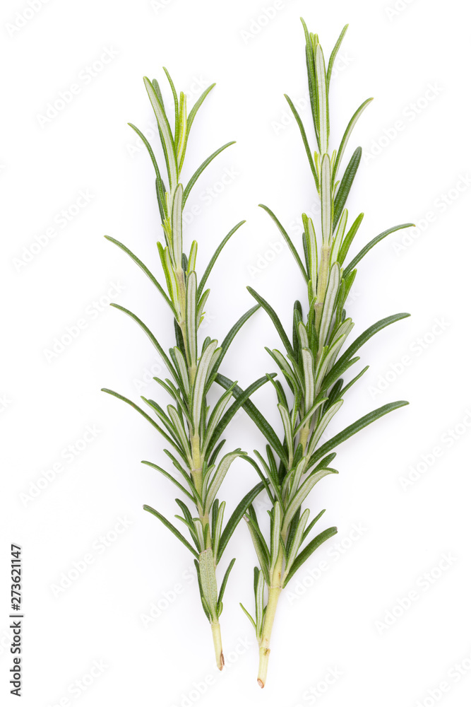 Rosemary spice on the white background. Rosemary spice on the white background.