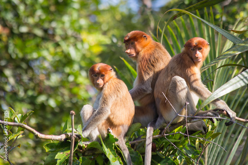 Proboscis Monkeys © Gerritses