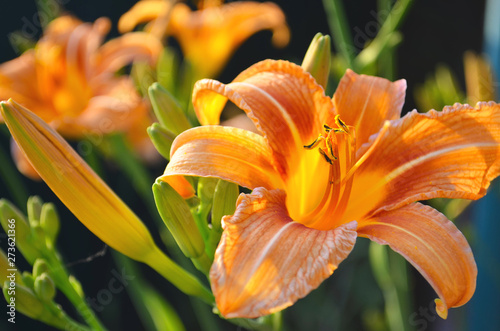 Beautiful orange lilies in the garden photo