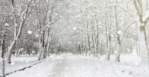 Bild auf Leinwand Winter park under the snow