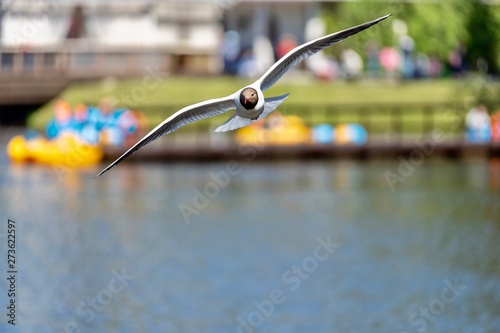 bird Seagull in flight