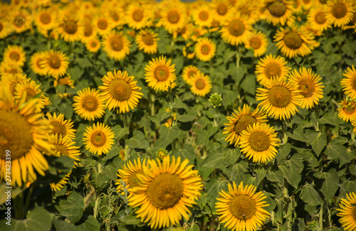 sunflower field