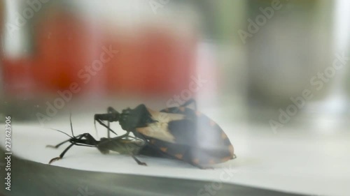 Laboratory experiment on Chagas bug sexual behavior photo