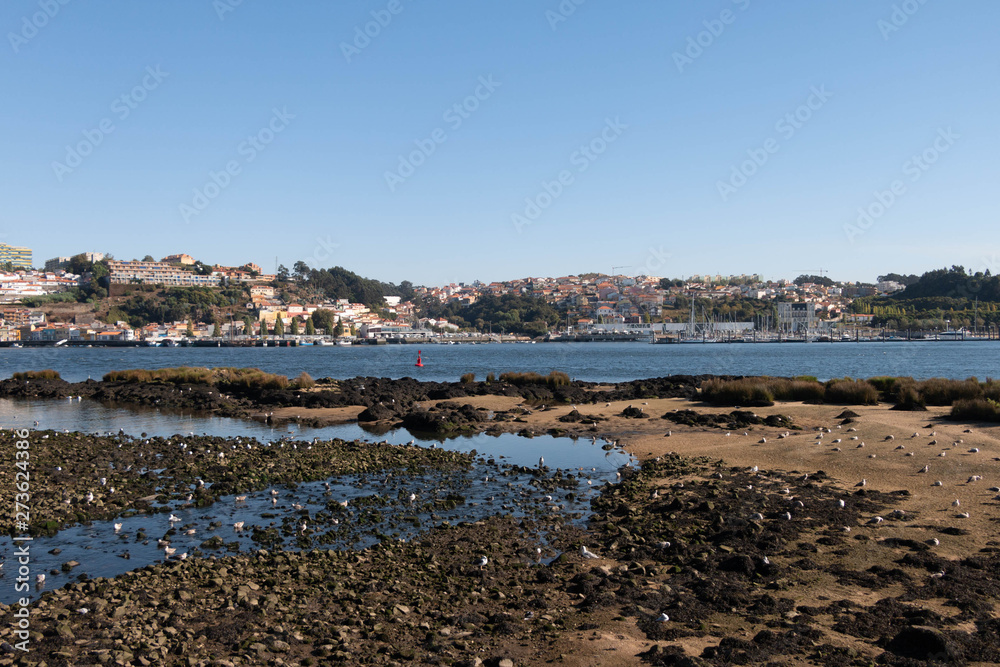 Fototapeta premium Baia de aves