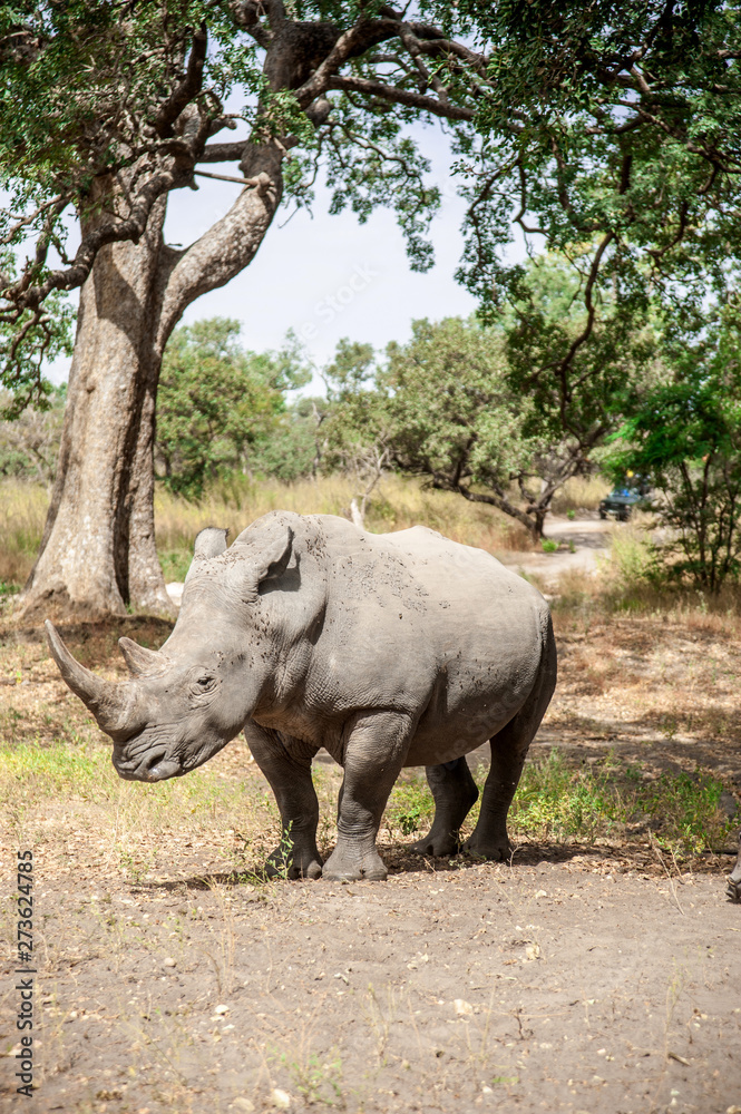 Fototapeta premium Rhino Fathala Reserve