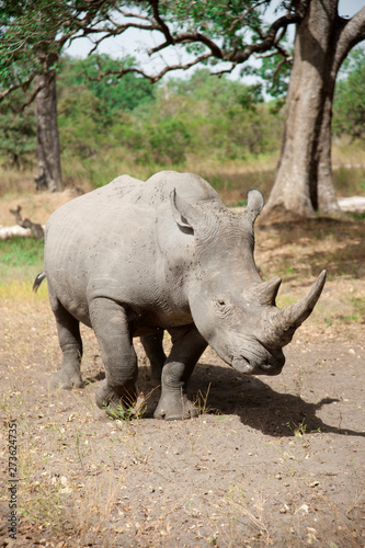 Rhino Fathala Reserve