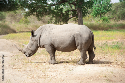 Rhino Fathala Reserve