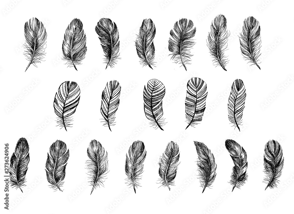 Hand drawn feathers. Doodle sketch. Hand drawn feathers. Doodle sketch.