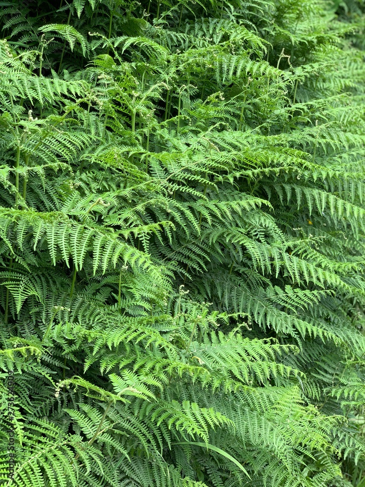 ferns in the forest on São Miguel island, Azores, Portugal near Sete Cidades ferns in the forest on São Miguel island, Azores, Portugal near Sete Cidades
