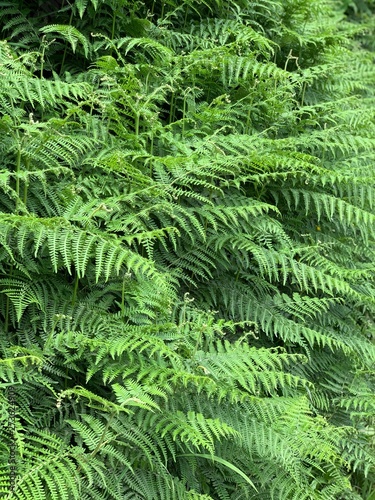 ferns in the forest on S  o Miguel island  Azores  Portugal near Sete Cidades