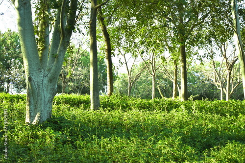 trees in the park landscape